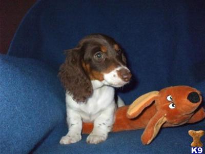 AKC Longhaired Chocolate Piebald